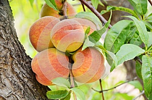 One Large Bunch of Ripe Juicy Peaches Ready for Harvest