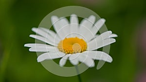 One large chamomile flower on a blurred green background