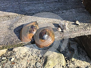 One large clam and small empty shells. photo
