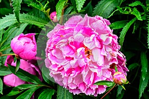 One large delicate pink magenta peony flower in shadow with blurred green leaves background in a garden in a sunny spring day in S