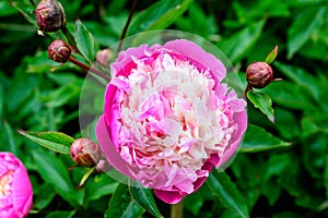 One large delicate pink peony flower in shadow with blurred green leaves background in a garden in a sunny spring day