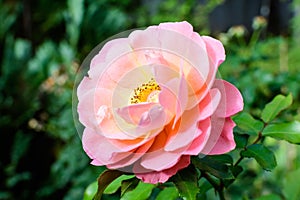 One large and delicate vivid pink rose in full bloom in a summer garden, in direct sunlight, with blurred green leaves in the