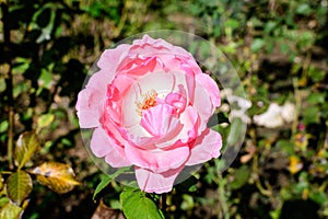 One large and delicate vivid pink rose in full bloom in a summer garden, in direct sunlight, with blurred green leaves in the