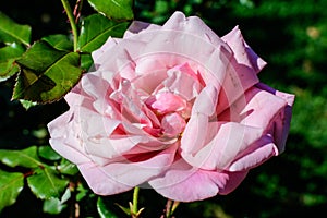 One large and delicate vivid pink rose in full bloom in a summer garden, in direct sunlight, with blurred green leaves in the