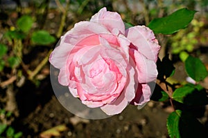One large and delicate vivid pink rose in full bloom in a summer garden, in direct sunlight, with blurred green leaves in the