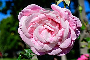 One large and delicate vivid pink rose in full bloom in a summer garden, in direct sunlight, with blurred green leaves in the