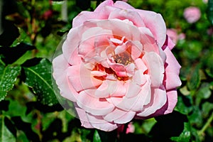 One large and delicate vivid pink rose in full bloom in a summer garden, in direct sunlight, with blurred green leaves in the