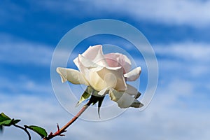 One large and delicate white rose in full bloom in a summer garden, in direct sunlight, with blurred green leaves in the