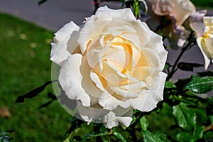 One large and delicate white rose in full bloom in a summer garden, in direct sunlight, with blurred green leaves in the