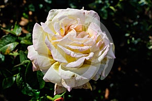 One large and delicate white rose in full bloom in a summer garden, in direct sunlight, with blurred green leaves in the