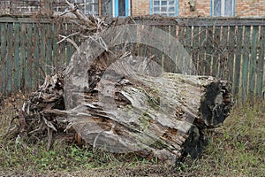 One large dry gray brown old stump with roots