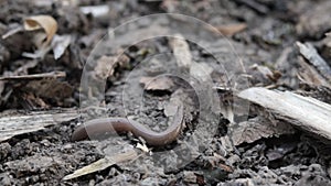 One large earthworm on freshly dug soil. Insects close-up. Terrestrial invertebrate life. Worms in black soil for