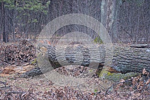 one large gray fallen oak tree lies on the ground