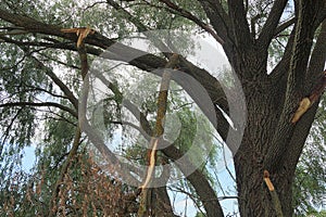 One large gray tree with broken branches