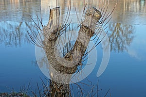 One large gray tree with clipped branches on the shore of a lake