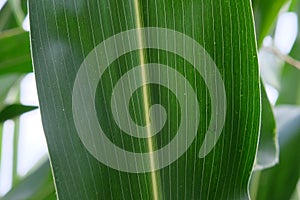 One large green leaf of corn, close-up. Vegetable background