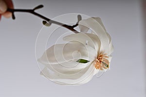 One large magnolia flower with white petals