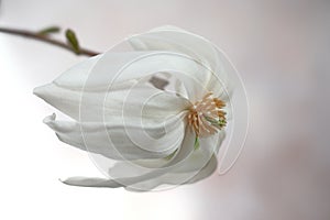 One large magnolia flower with white petals