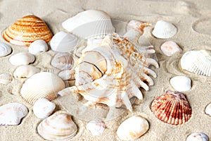 One large and many smaller shells of different colors lie on the sand