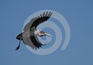 Marabou flying by
