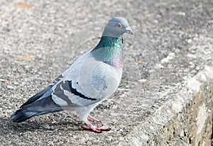 One Large Pigeon