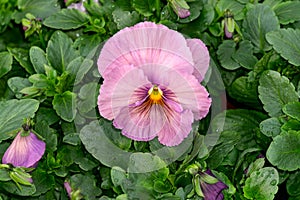 One large pink pansy flower in a greenhouse.