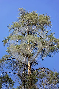 One large powerful pine tree close up on blue sky background. Vertical orientation.