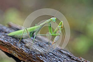 One large predatory green insect praying mantis sits on a gray branch