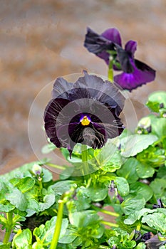 One large rare black pansy flower in a greenhouse.