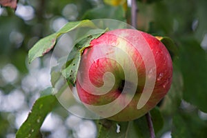 One large red-sided apple on a tree branch, close-up. Ripe fruit