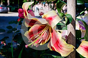 One large red and yellow flower of Lilium or Lily plant in a British cottage style garden in a sunny summer day, beautiful outdoor