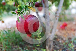 One Large ripe pomegranate fruit hanging on a tree in summer garden