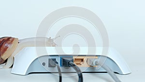 One large snail slowly crawls onto a white router with wires. Slow Internet speed and data transfer over the local