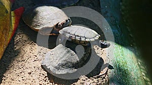 One large water turtle climbs out from handmade green pond on gray sand