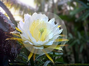 one large white flower againts the background of blur