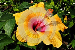 One large yellow-orange flower with a pink core and red stamens