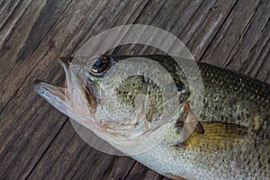 One largemouth bass on a cuttingboard