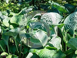 One of the largest Hosta Blue Umbrella with giant, blue-green, thick-textured, corrugated, heart shaped leaves growing in