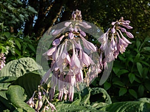 One of the largest Hosta Blue Umbrellas with giant, blue-green, thick-textured, corrugated, heart shaped leaves and pale