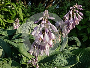 One of the largest Hosta â€²Blue Umbrellasâ€² with giant, blue-green, thick-textured, corrugated, heart shaped leaves