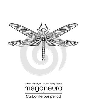 One of the largest known flying insect Meganeura