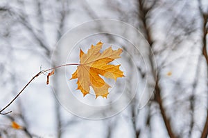 One last maple leaf on tree branch. Autumn natural background