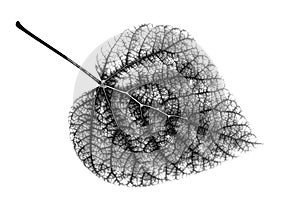 One leaf, black and white