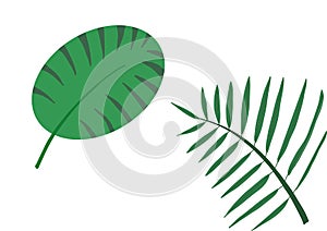 Two different shapes of leaves