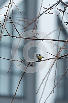 On one of the leafless branches of sakura sits a small titmouse. She turned sideways to the camera