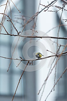 On one of the leafless branches of sakura, a small tit sits and pecks at a seed.