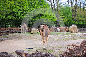 A One-legged Camel Walks In A Squad At The Zoo