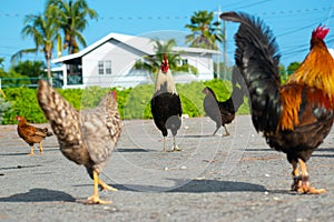 ChickenS standing in the sunshine