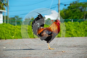 One legged chicken standing in the sunshine
