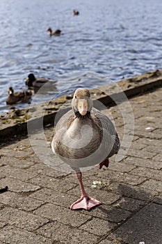 One legged goose I